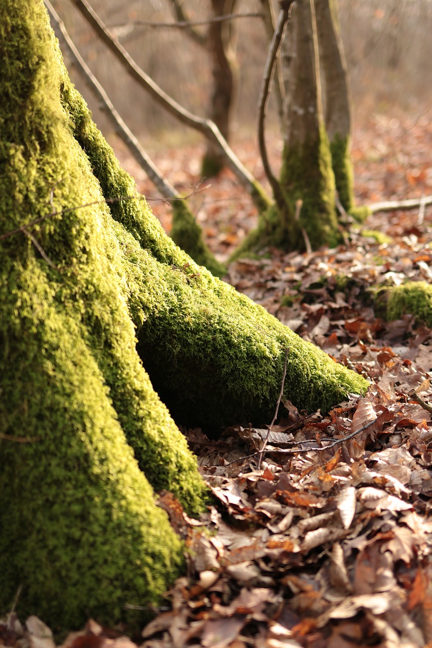 foam tree trunk free photo