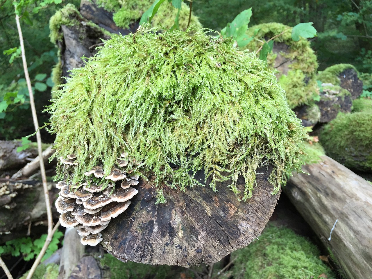 foam tree lichen free photo