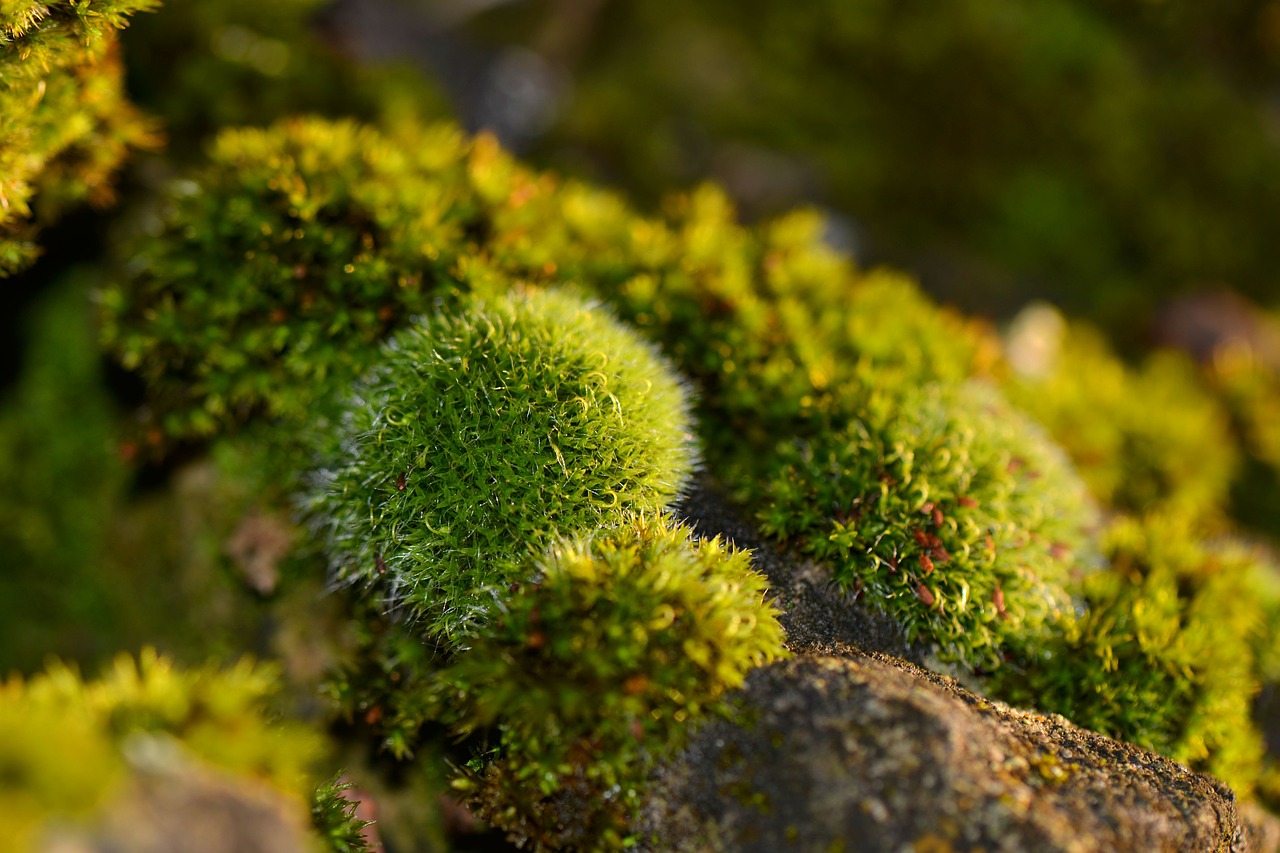 foam nature forest free photo