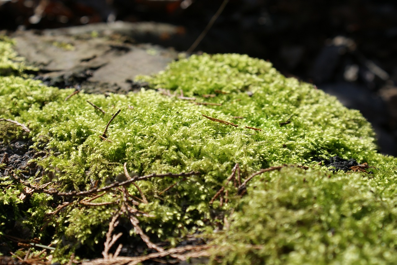 foam  nature  forest free photo