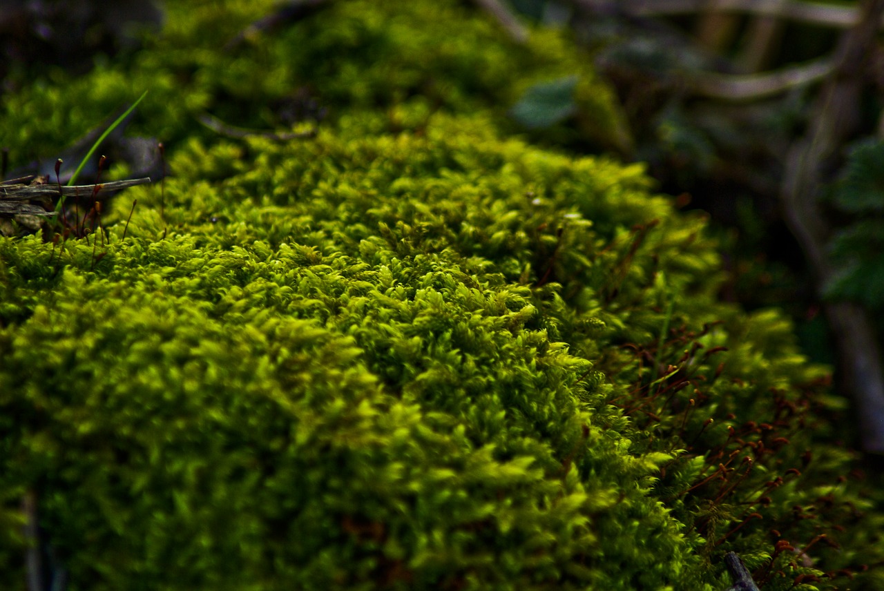 foam  tree  forest free photo