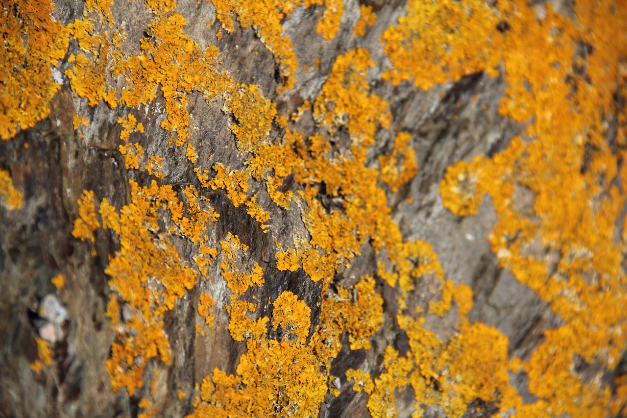 foam lichen yellow free photo