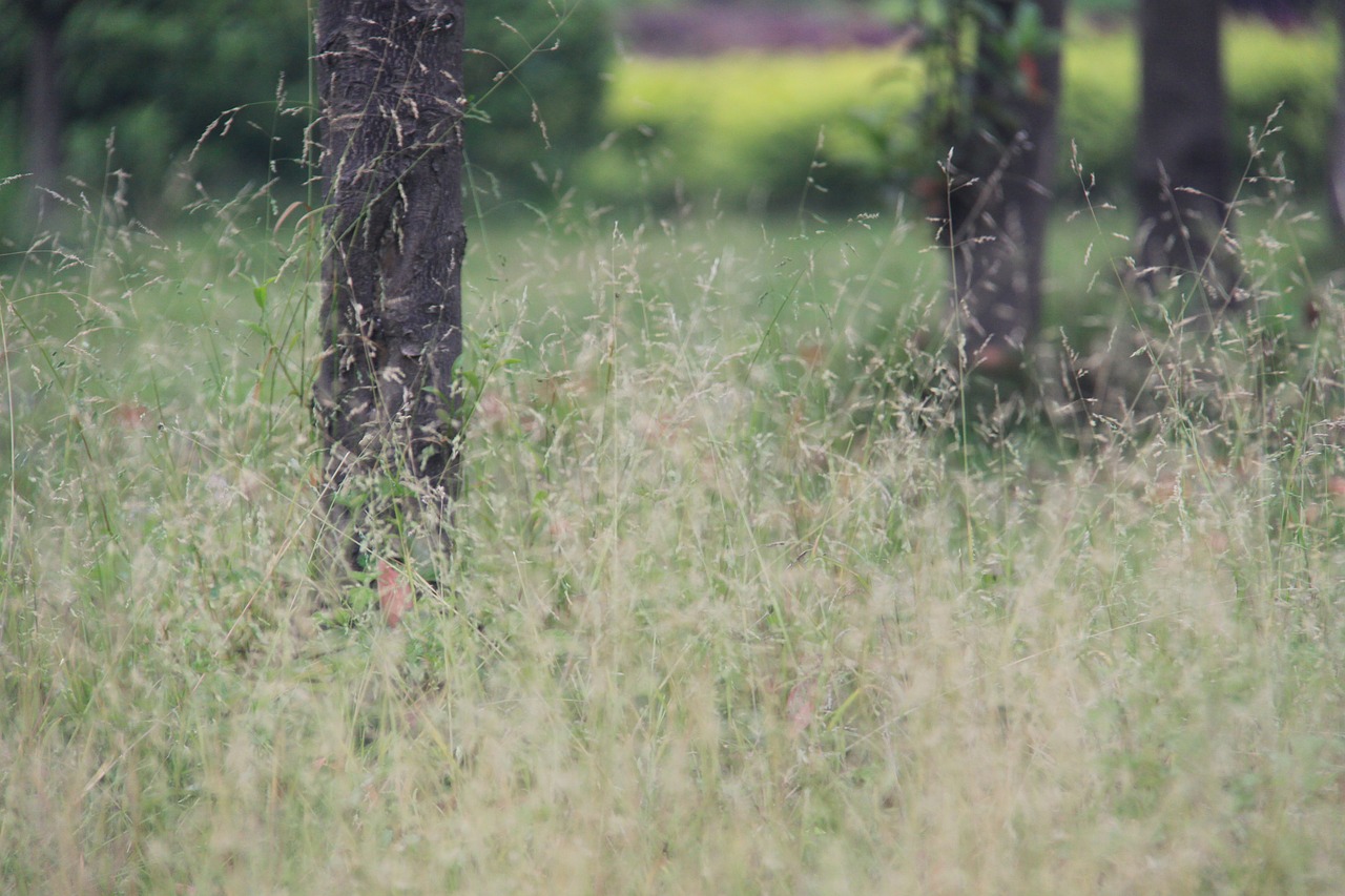 focus outdoor the scenery free photo