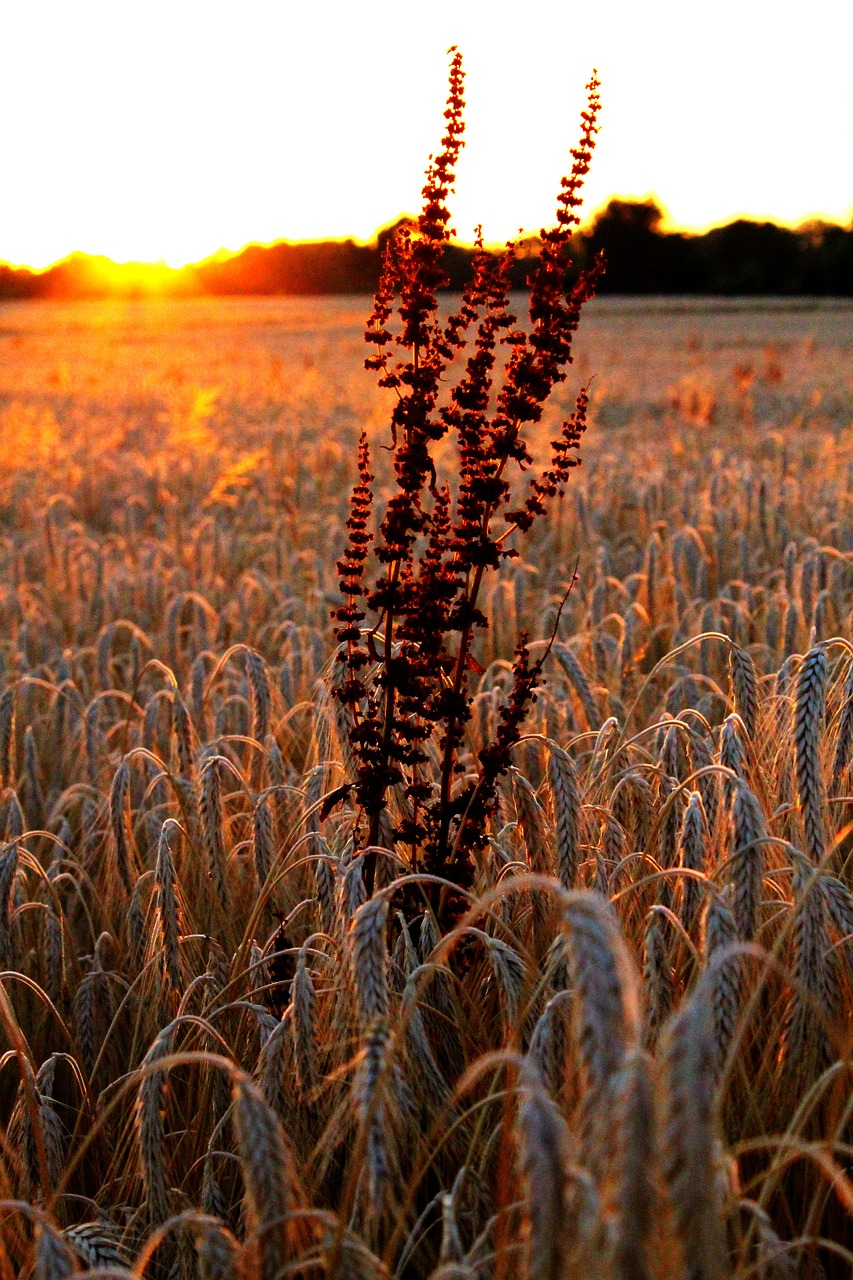 focus wheat field free photo