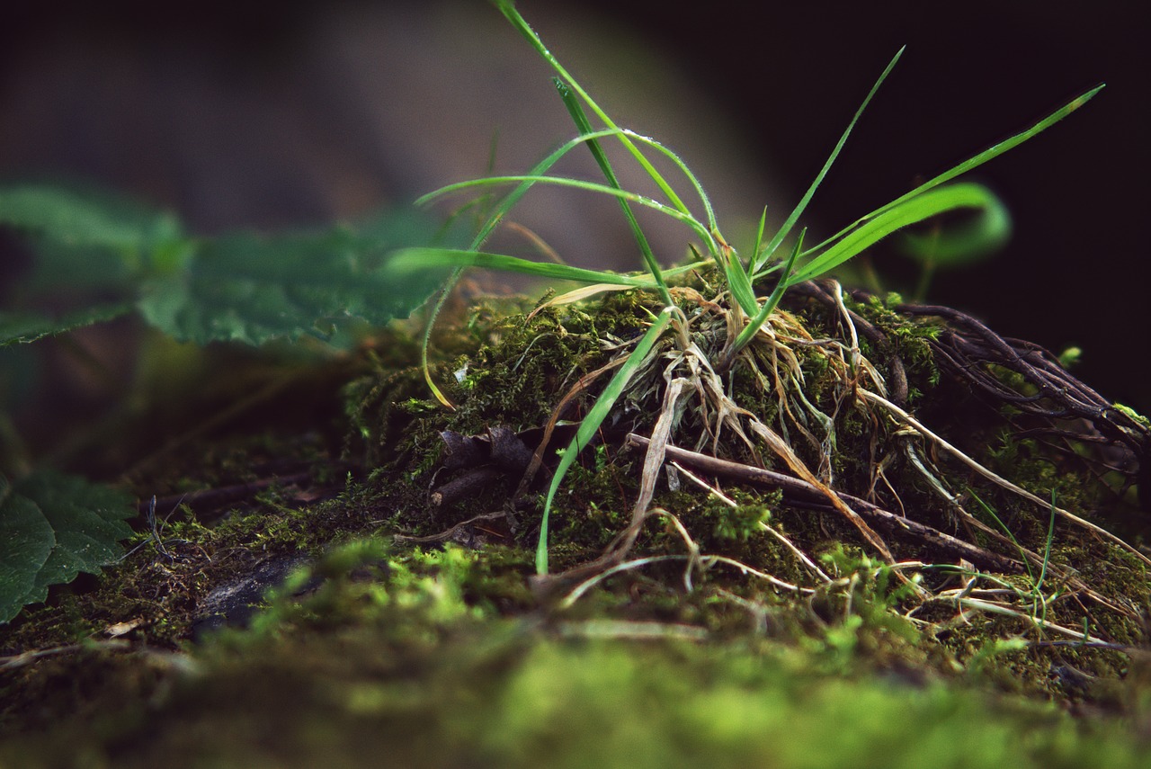 focus combination  grass  macro free photo