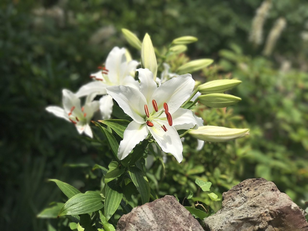 focus flower lilly nature free photo