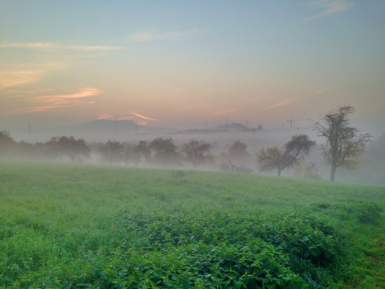 fog trees landscape free photo