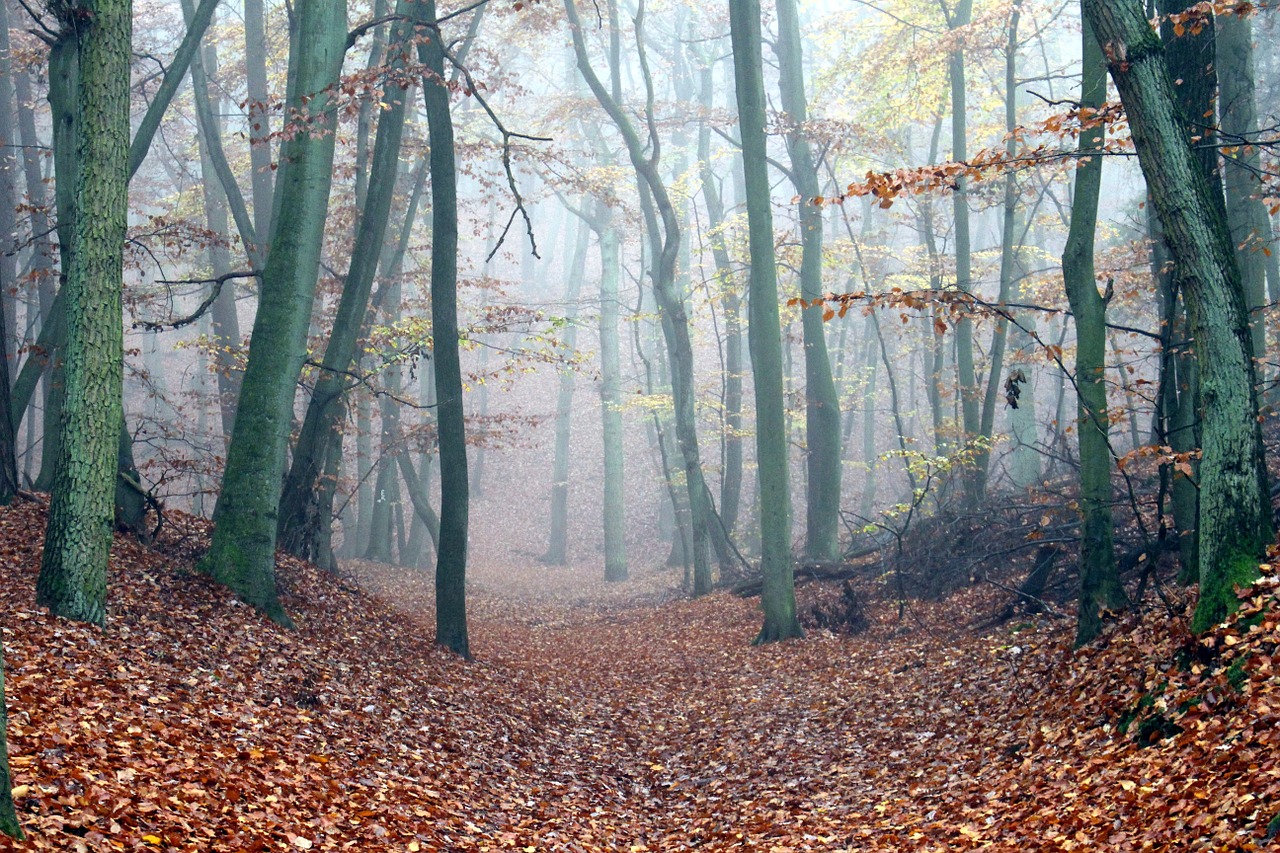 fog forest path autumn free photo
