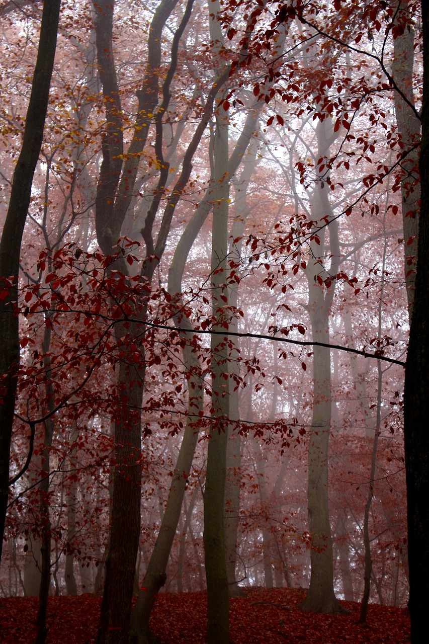 fog forest nature free photo
