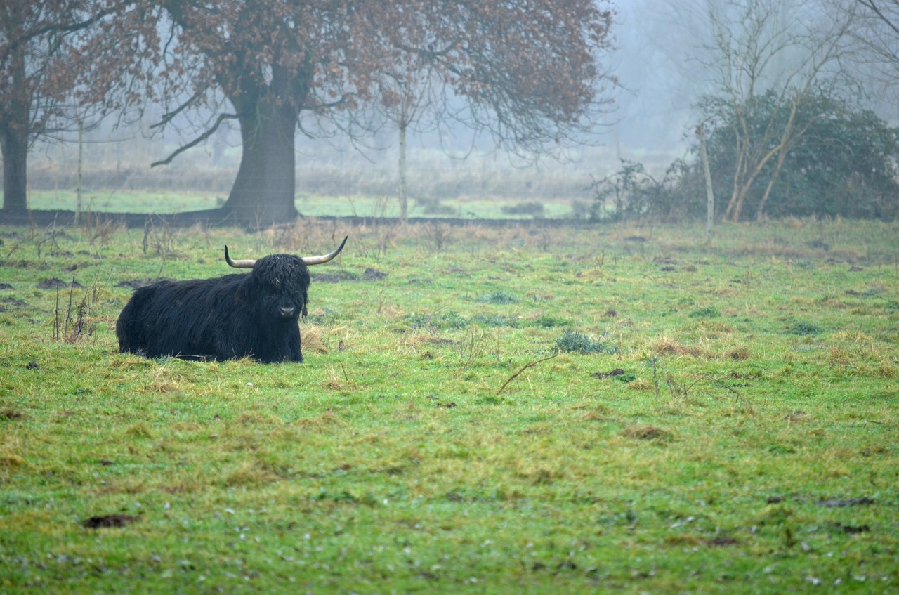 fog cow pasture free photo