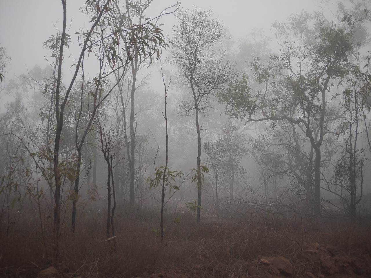 fog spooky trees free photo