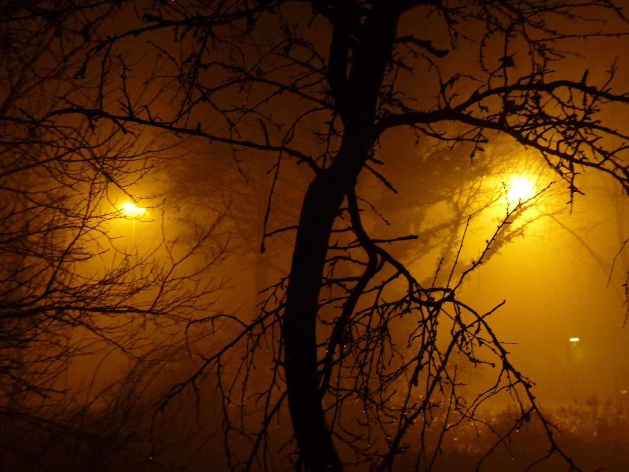 fog night light free photo