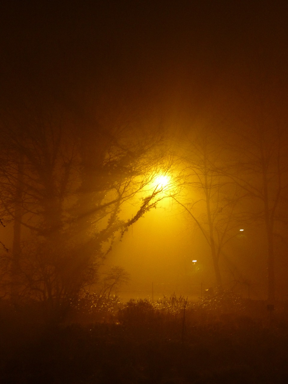 fog night light free photo