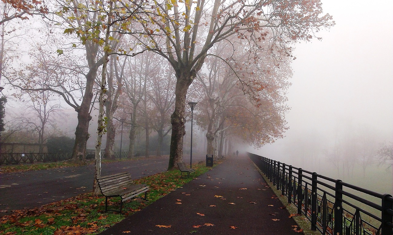 fog park autumn free photo
