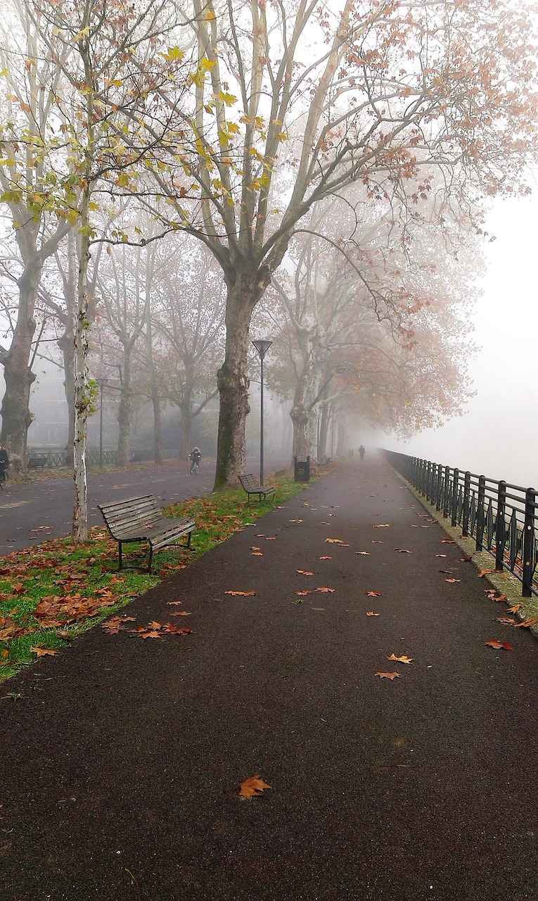 fog park autumn free photo