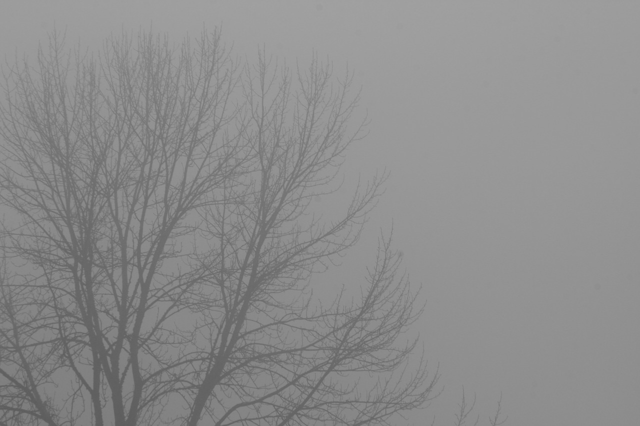 fog branches tree free photo