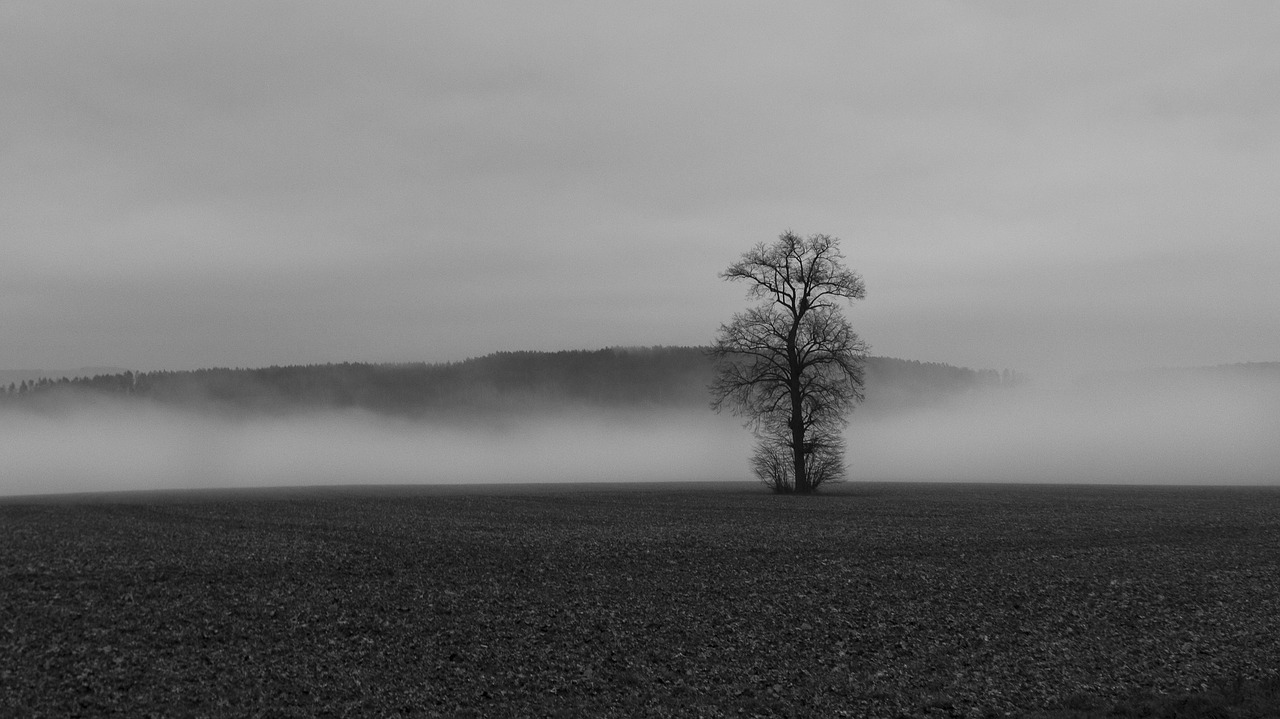 fog colourless tree free photo