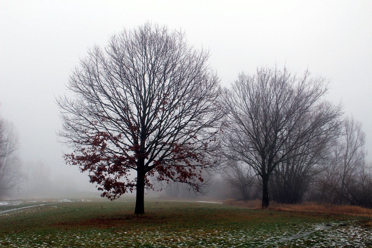 fog winter tree free photo
