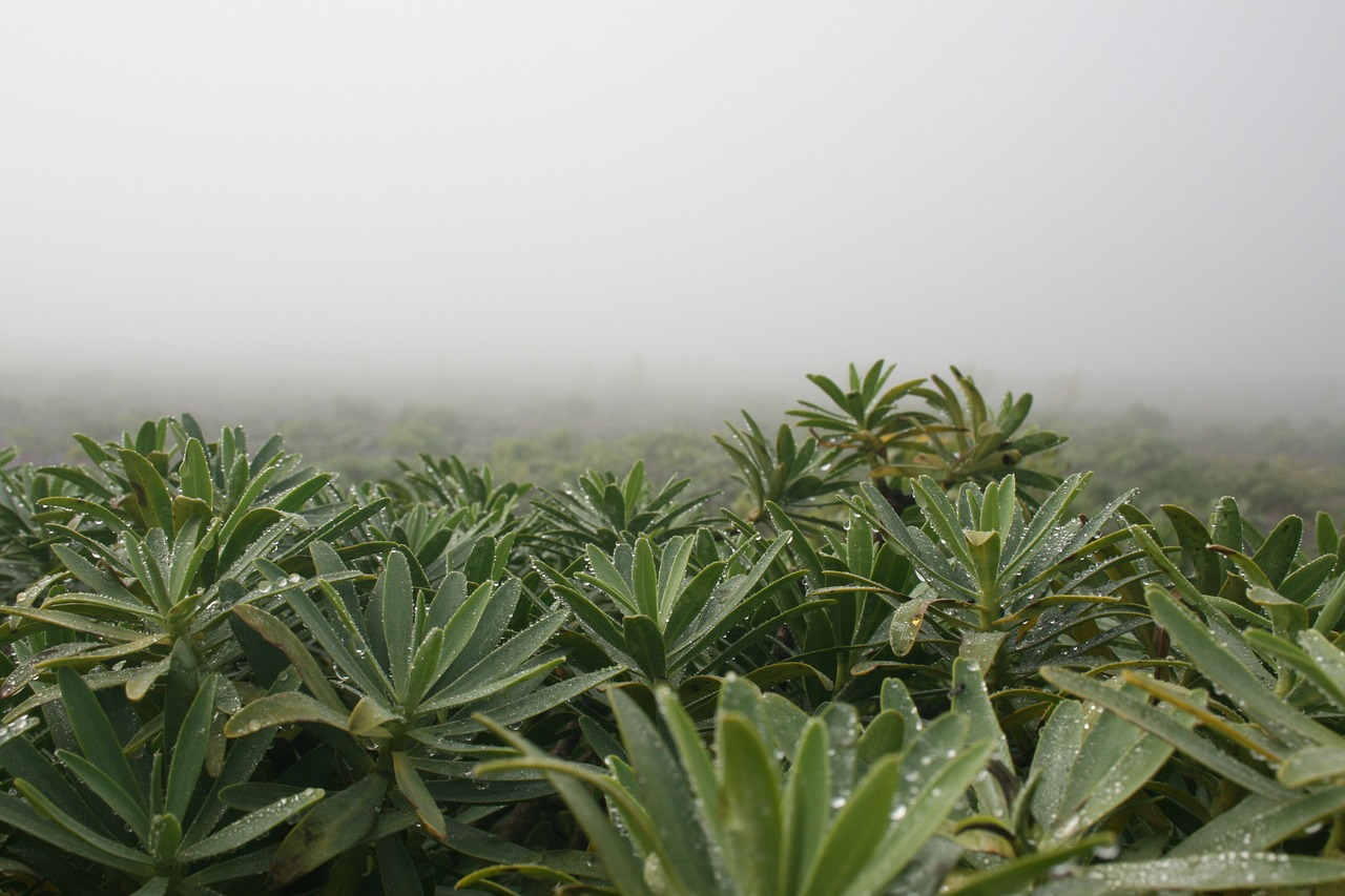 fog landscape nature free photo