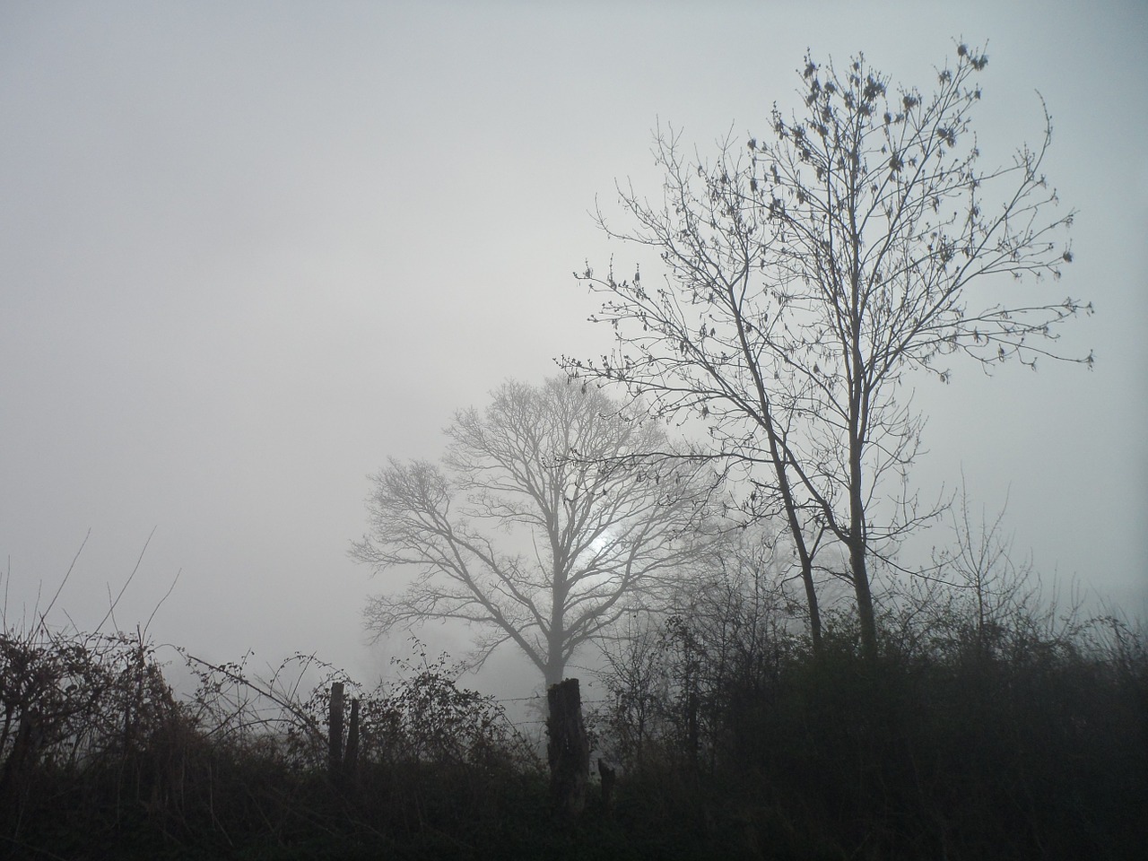 field trees fog free photo