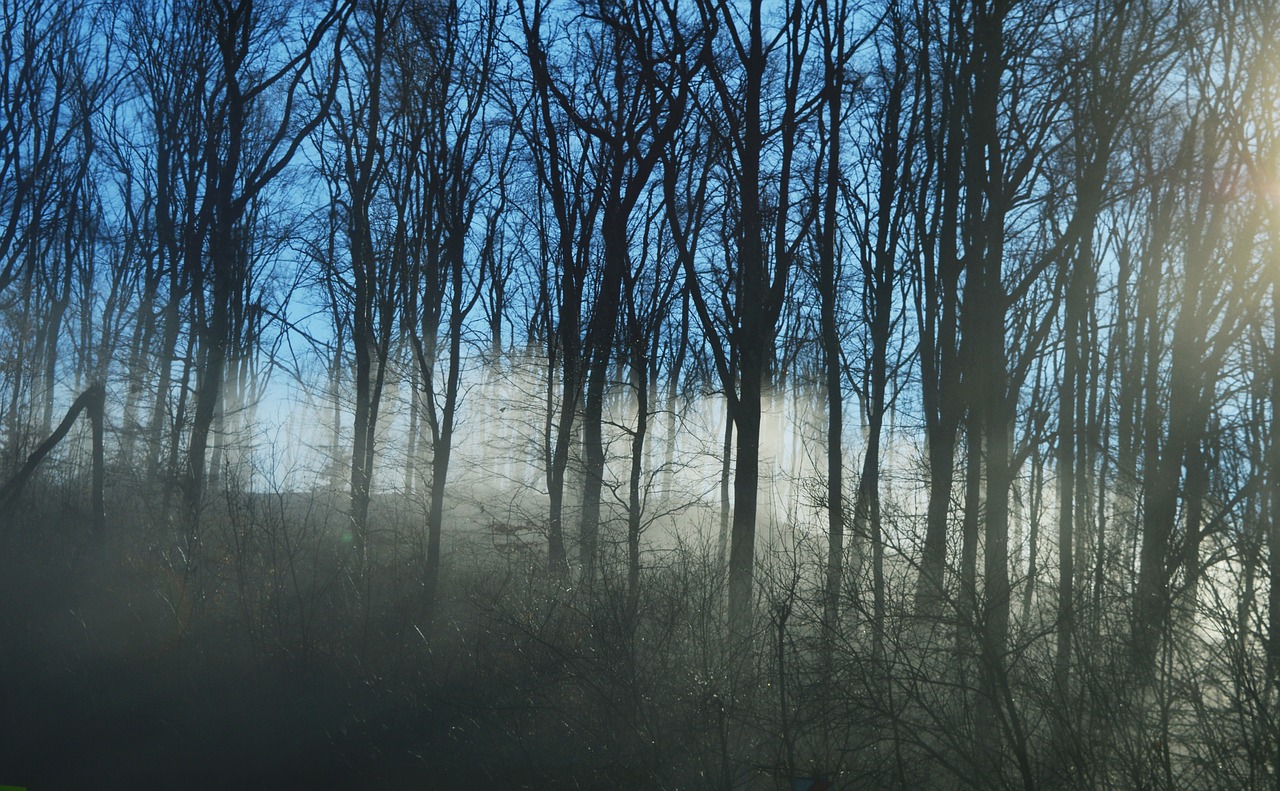 fog sunlight forest free photo