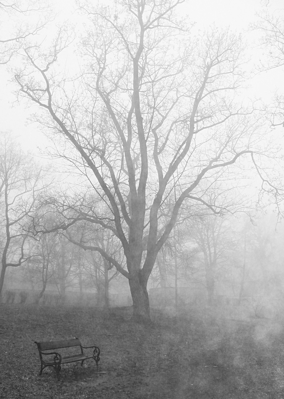 fog tree autumn free photo