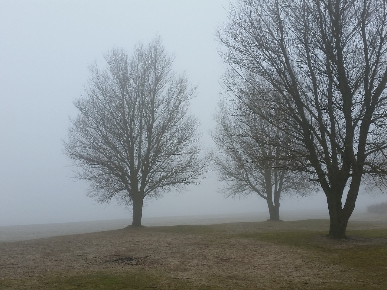 fog trees morning free photo