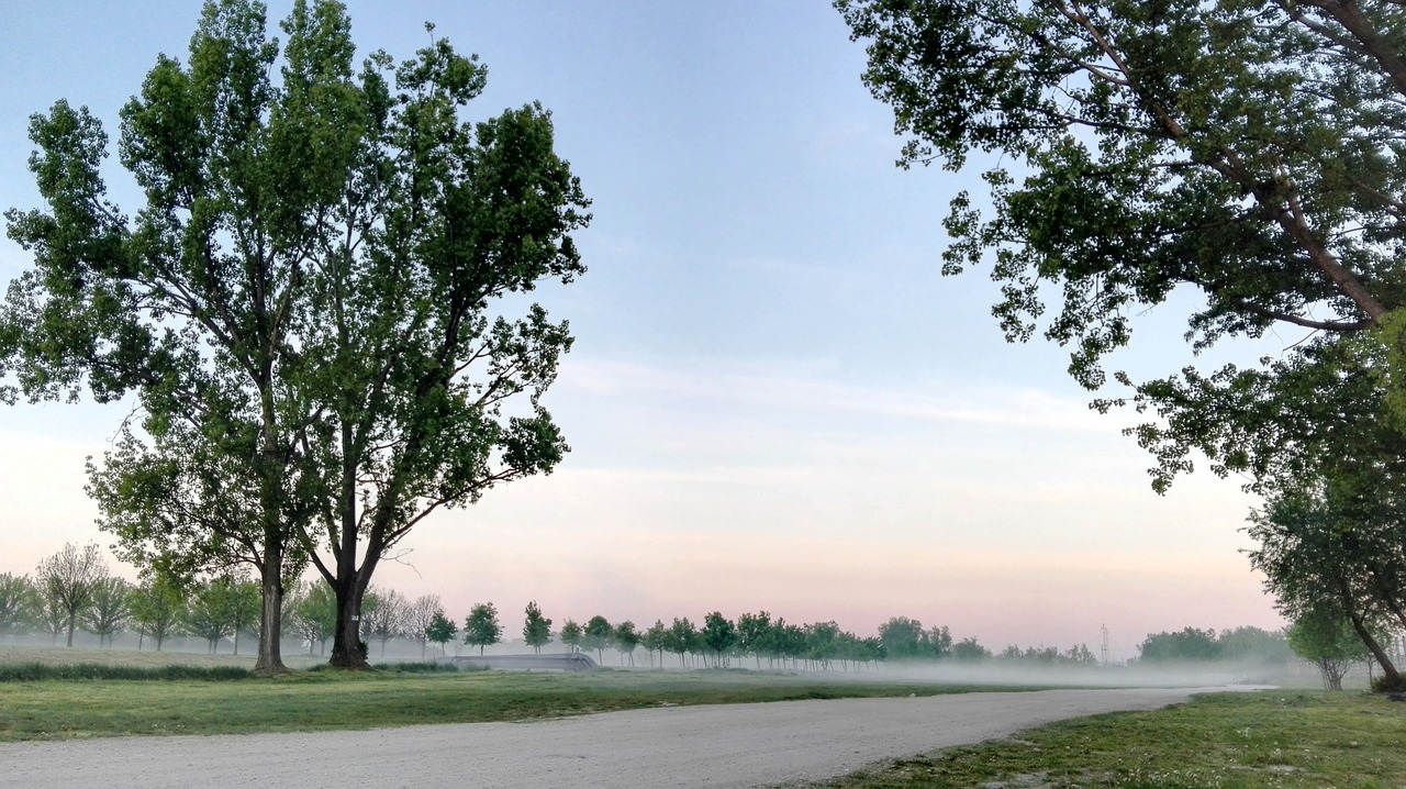 fog trees dawn free photo
