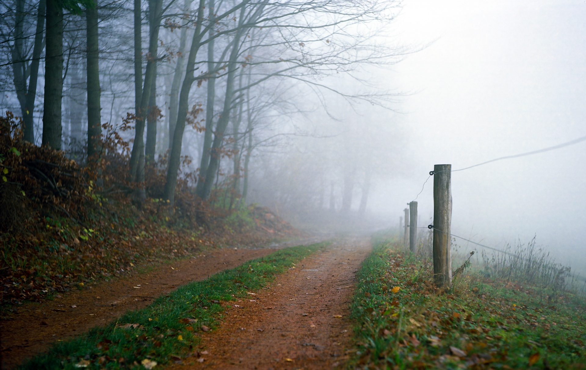 autumn fog forest free photo