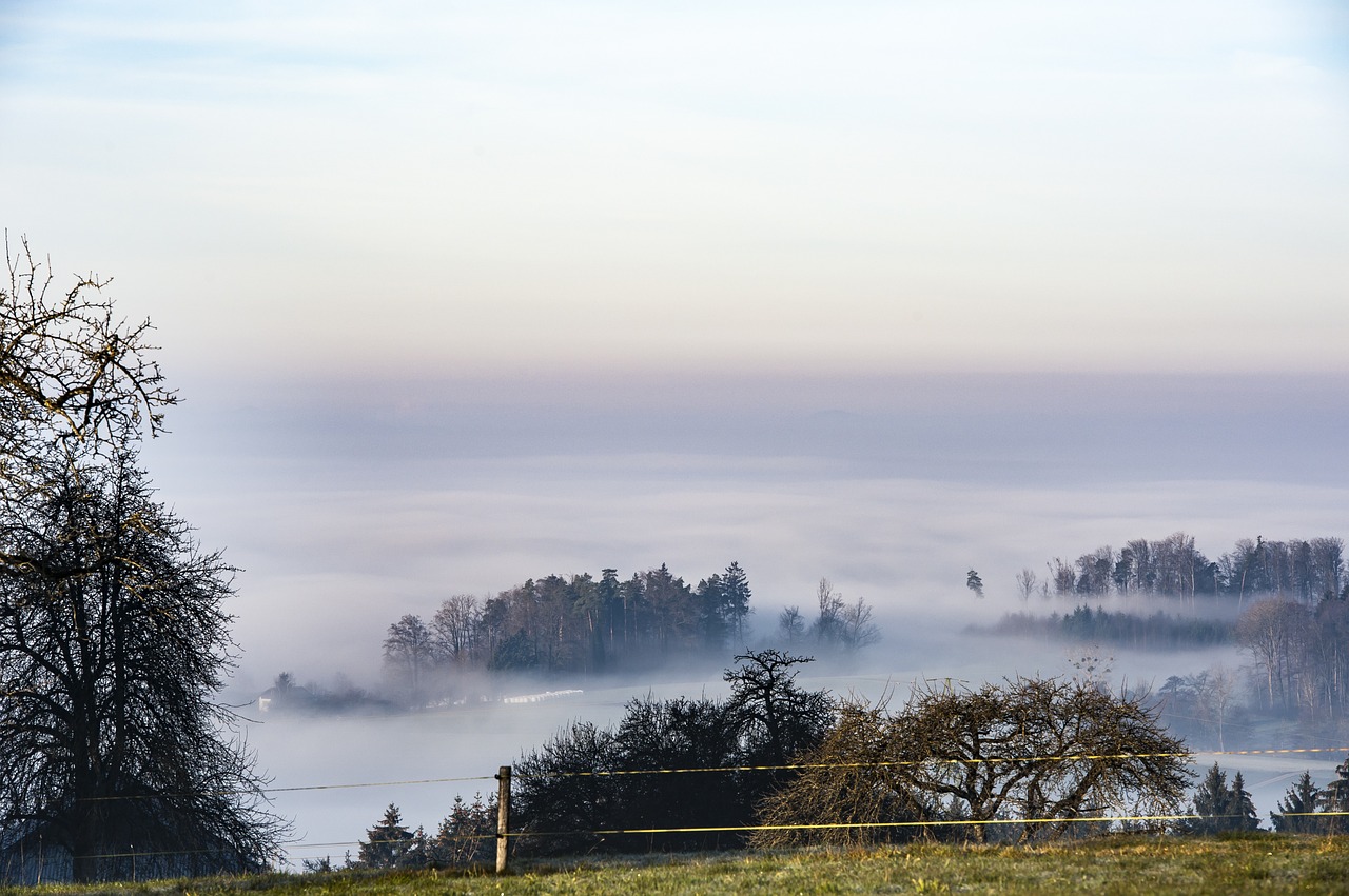 fog meadow tree free photo