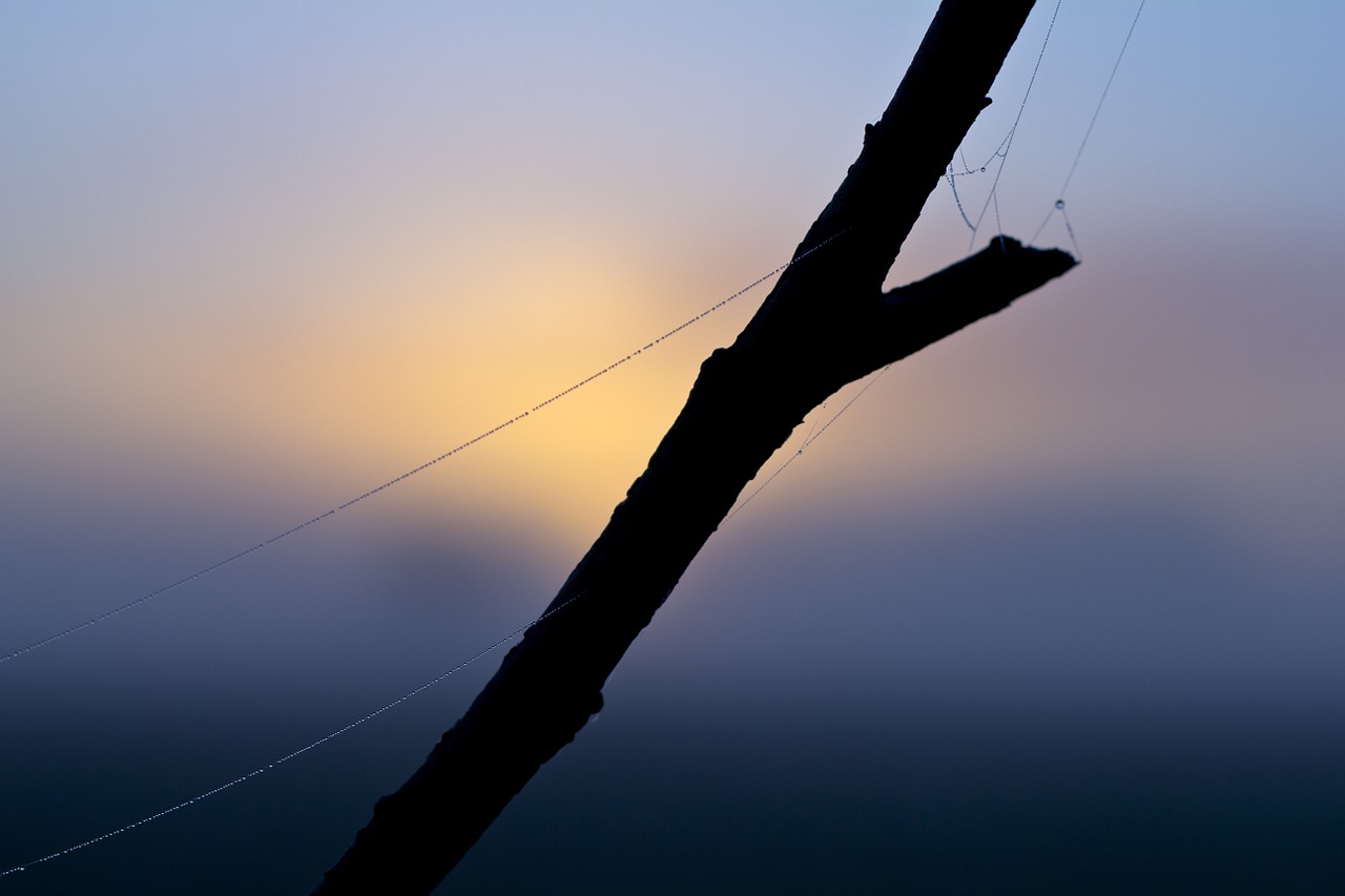 fog dawn landscape free photo