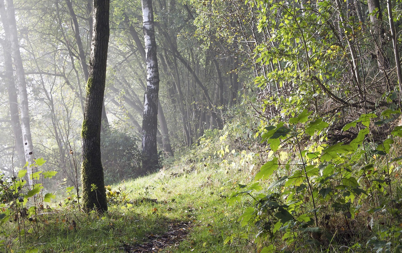 fog landscape mood free photo