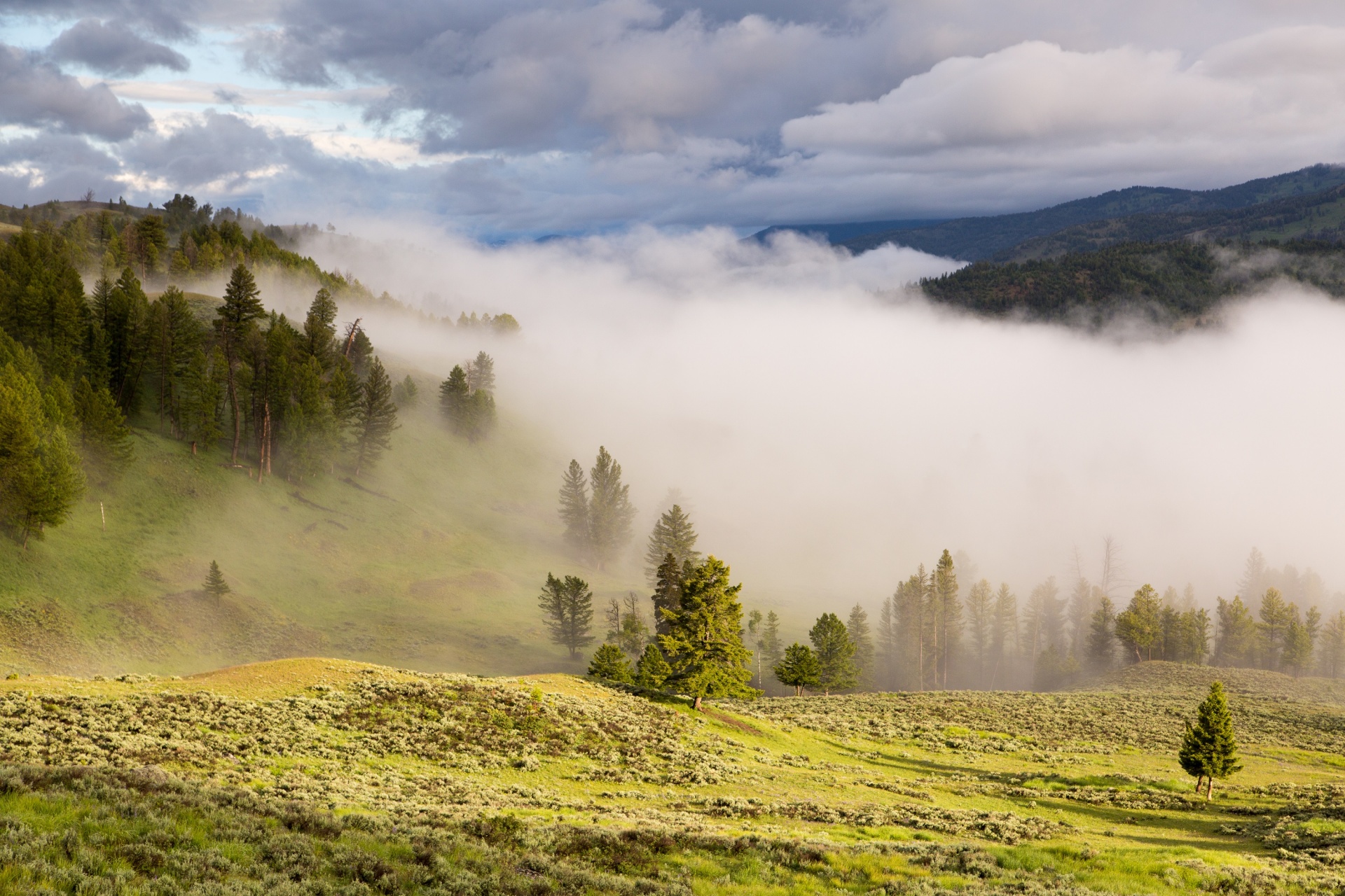 fog mist morning free photo