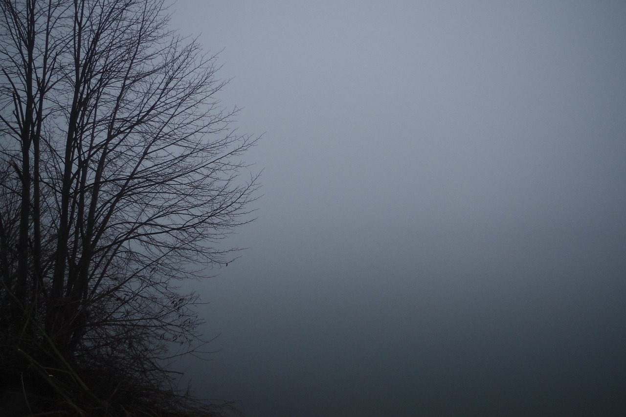 fog bush atmosphere free photo