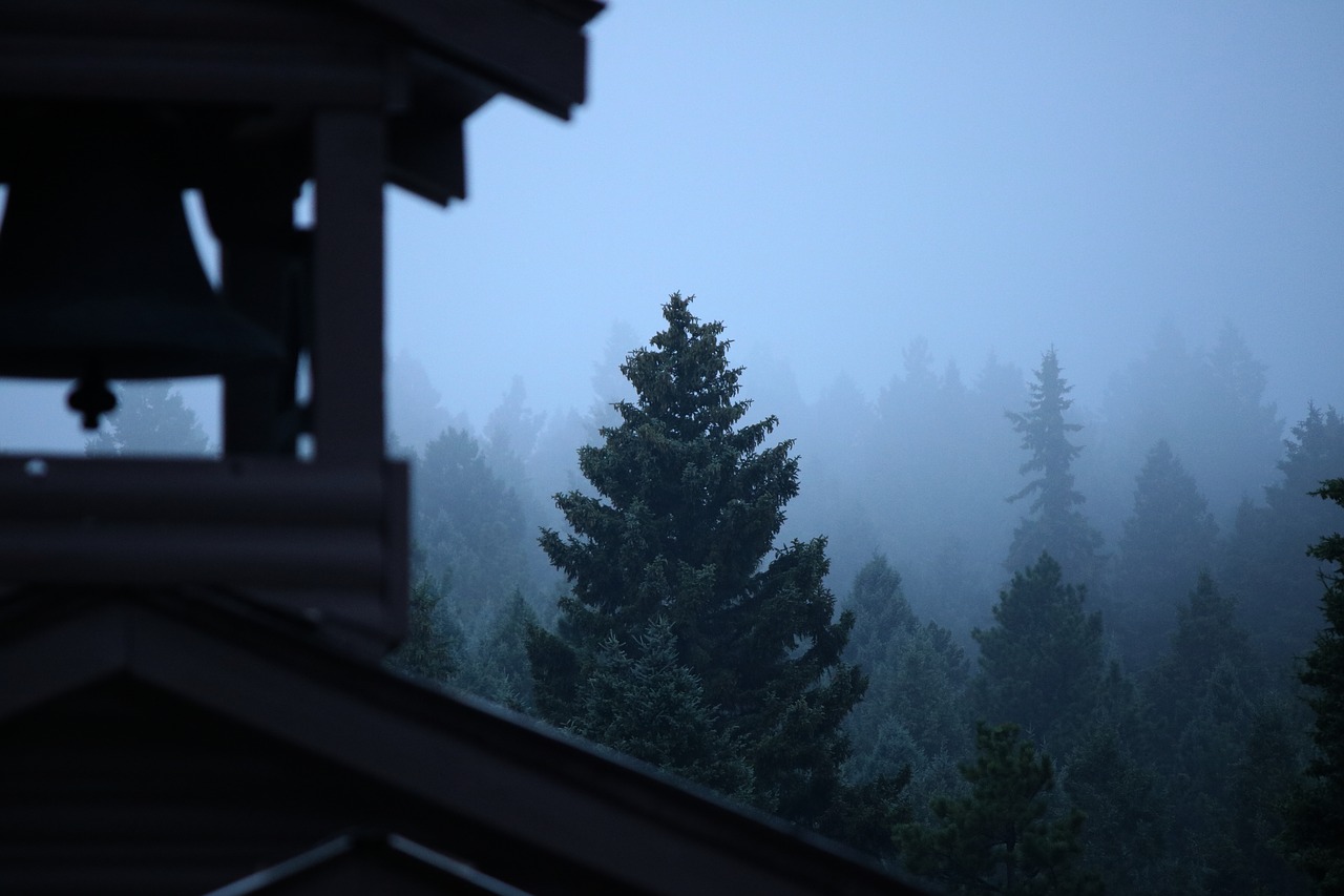 fog tree evergreen free photo