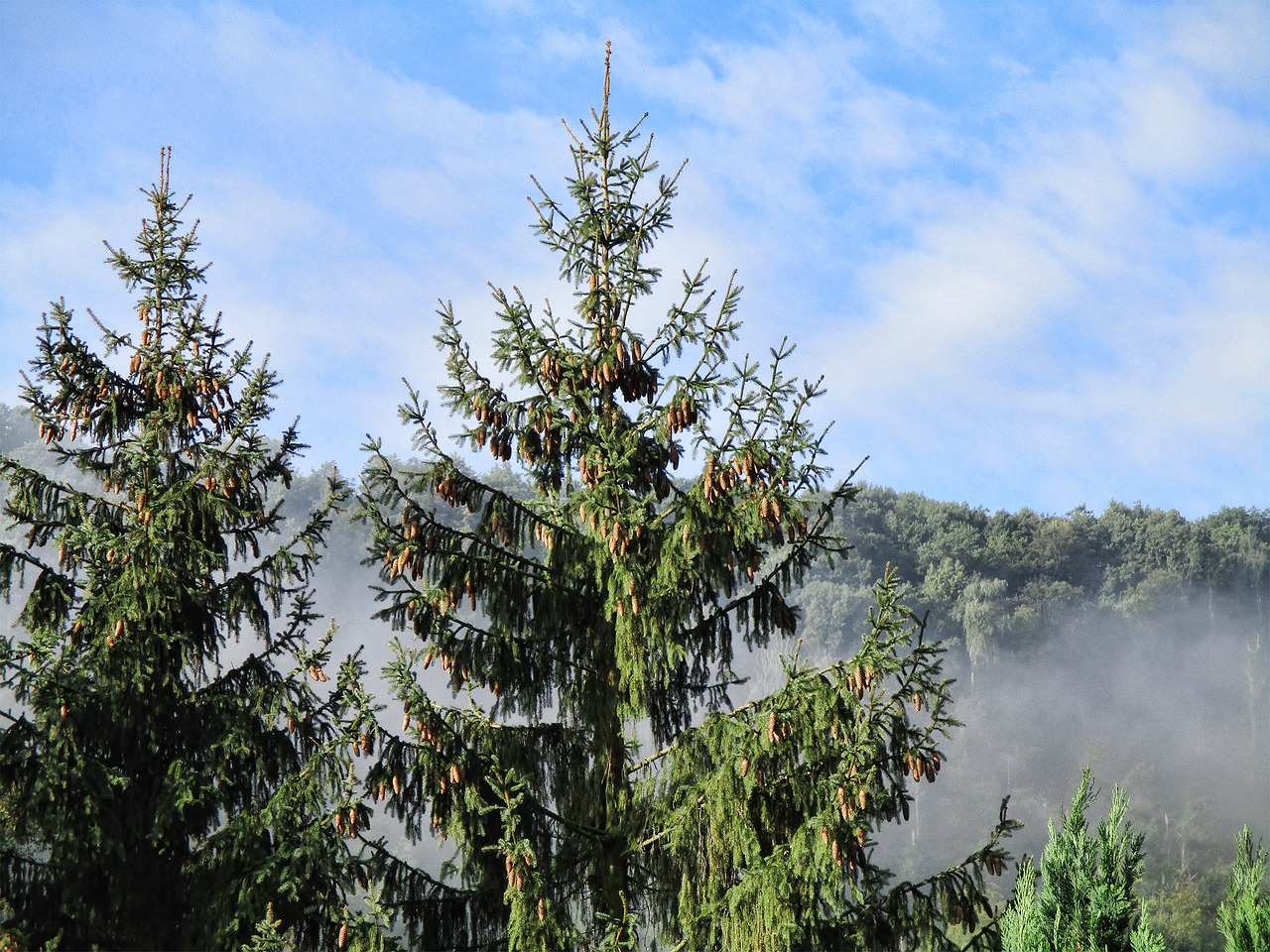 fog valley landscape free photo