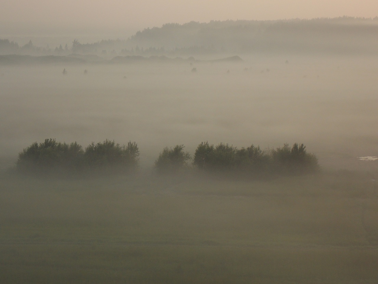 fog forest trees free photo