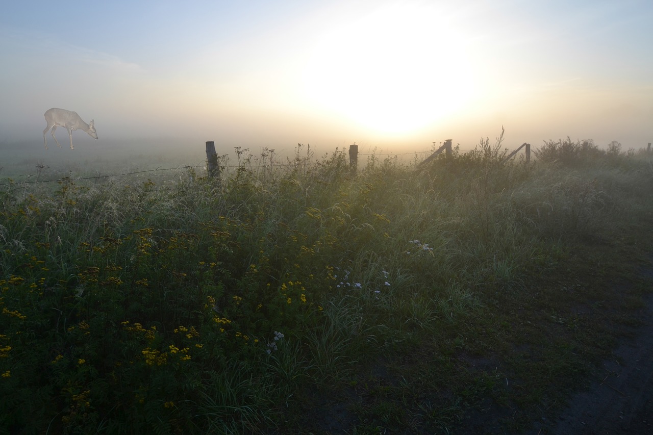 fog sunrise morgenstimmung free photo