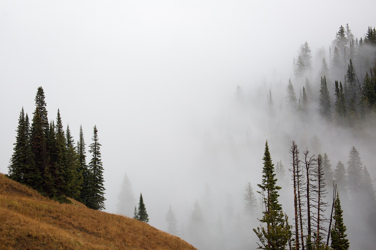 fog trees landscape free photo