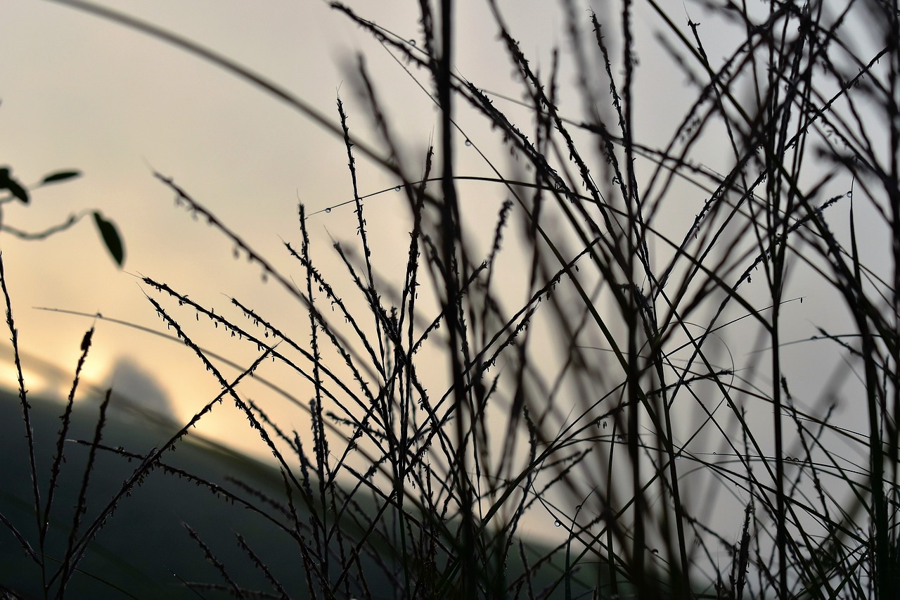 fog mood grasses free photo