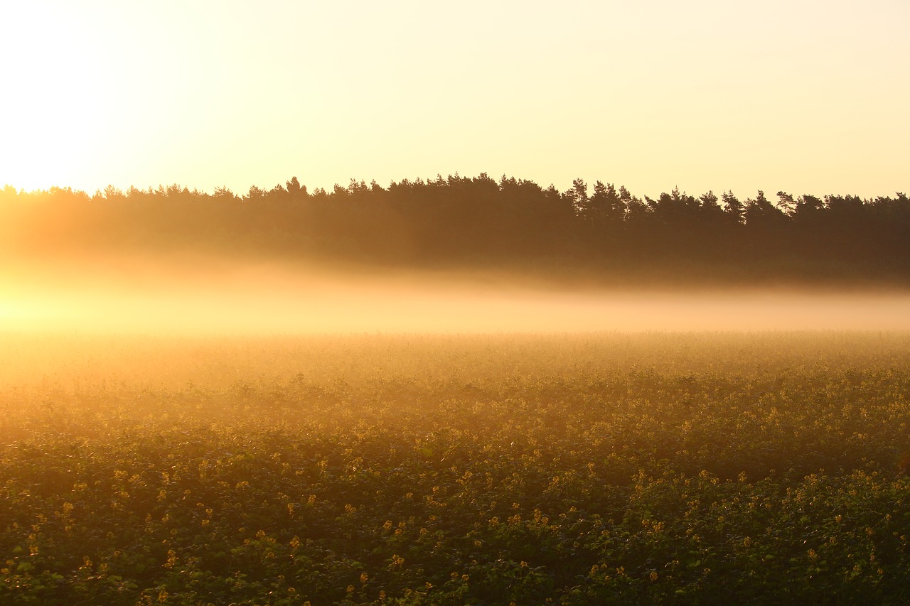 fog sunrise field free photo