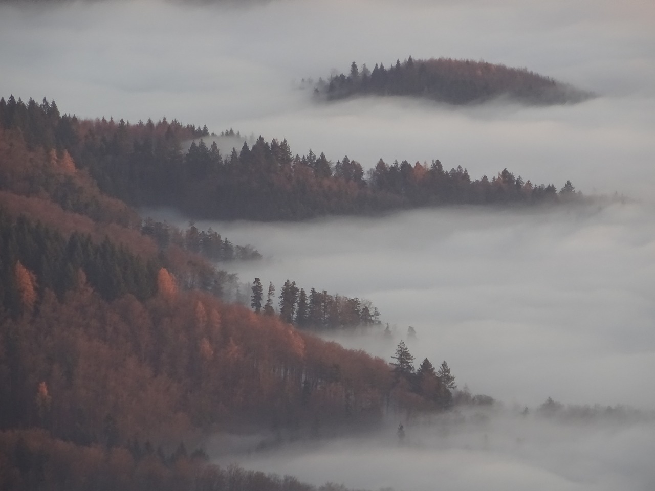 fog forest autumn free photo