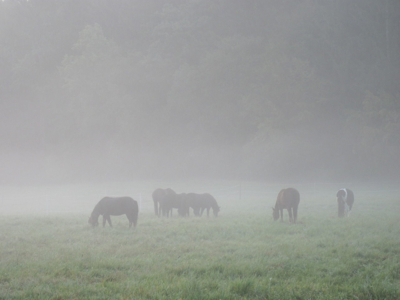 fog horses pasture free photo