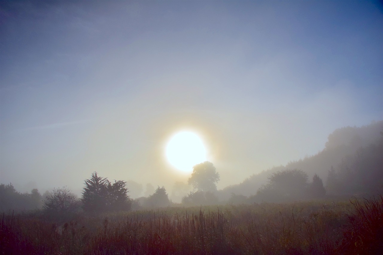 fog morning nature free photo