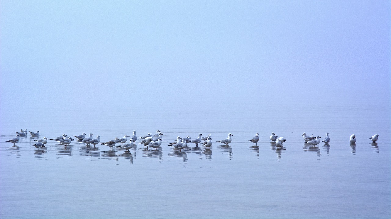 fog seagull mirroring free photo