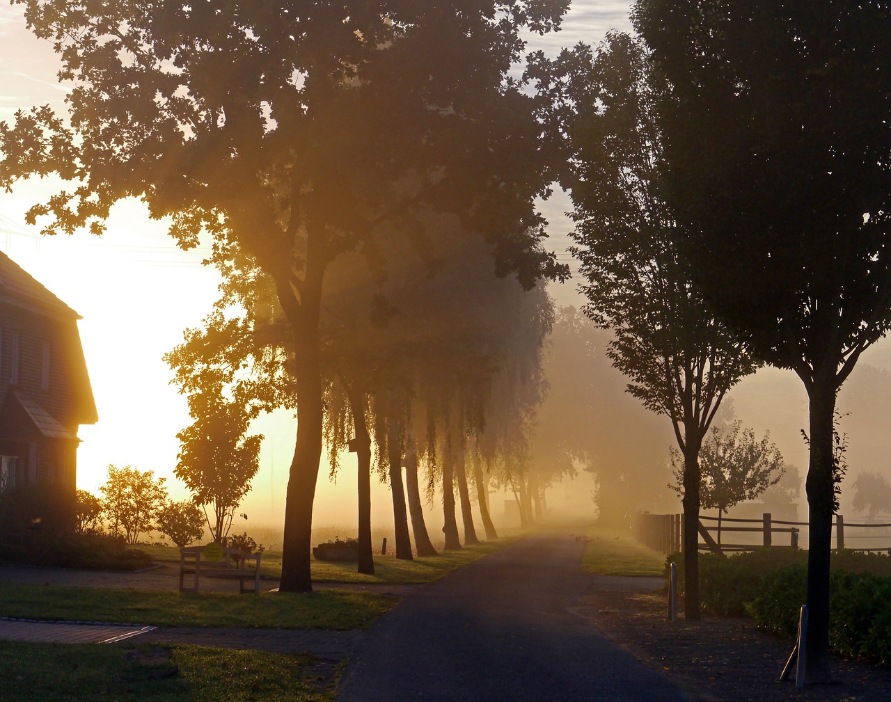 fog ground fog autumn free photo