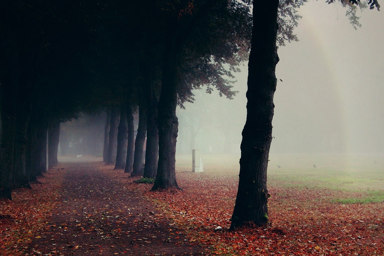 fog trees nature free photo