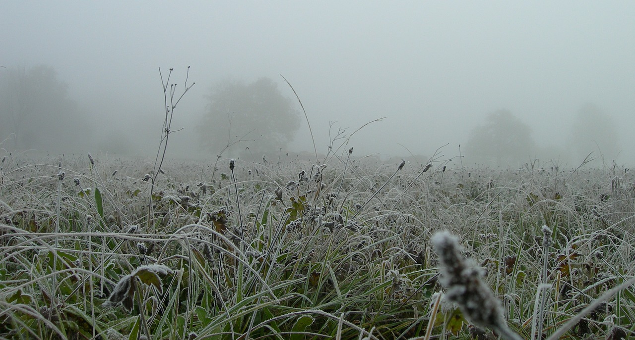 fog meadow morning free photo