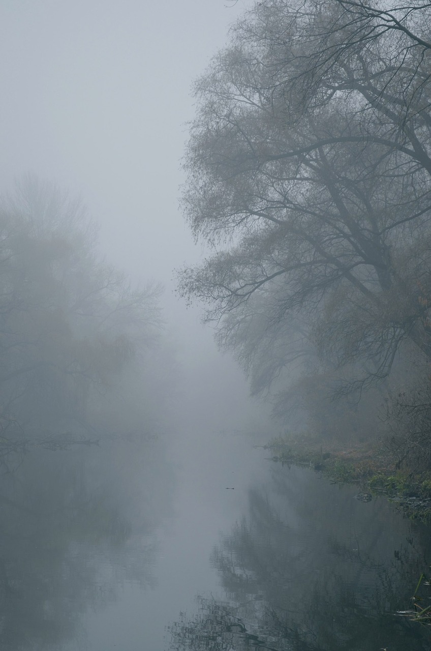fog river trees free photo