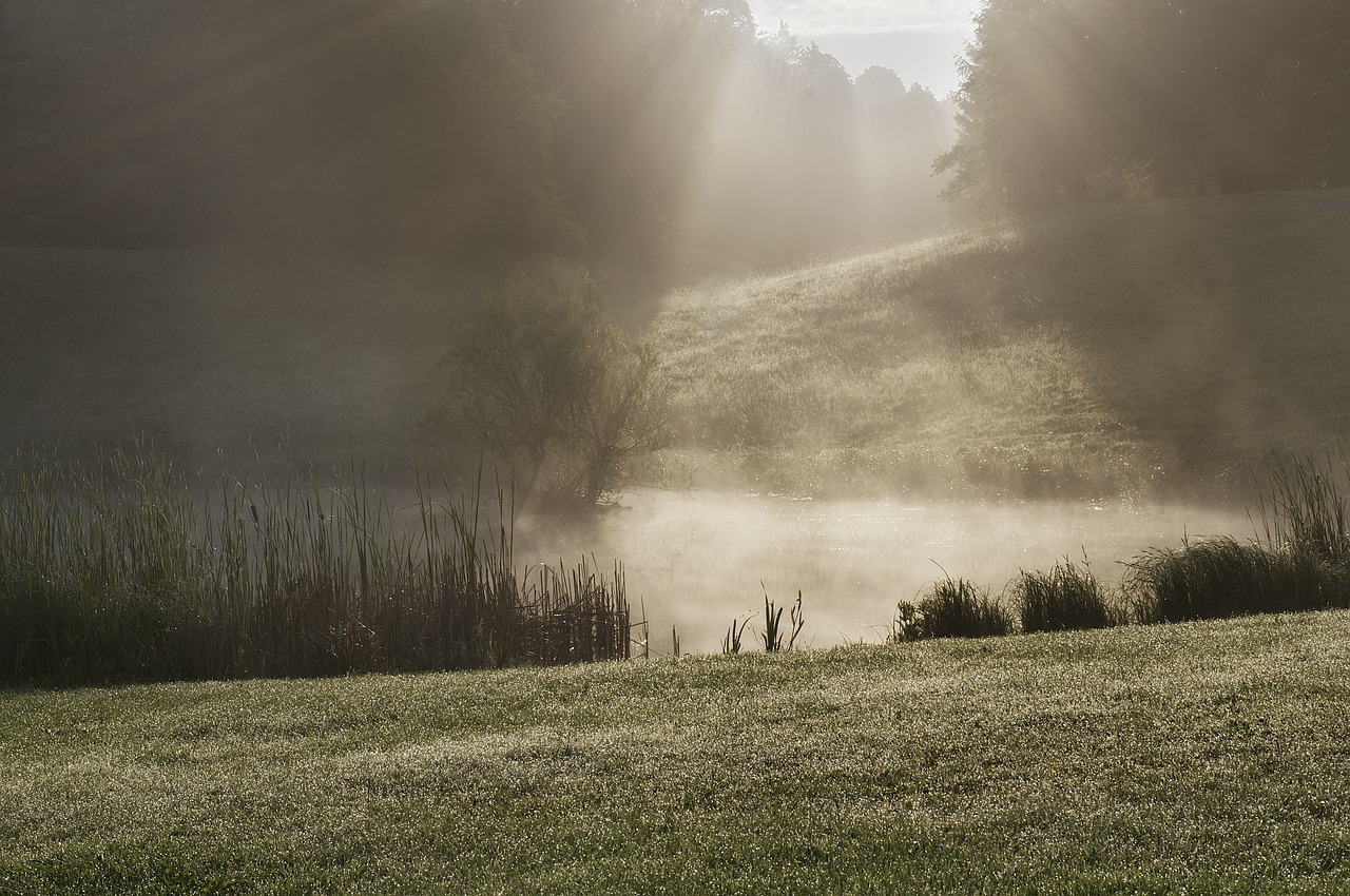 fog park sun free photo